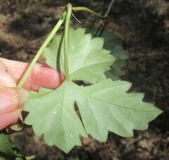 Cissus trifoliata, photograph (c) Linda Jo Conn, some rights reserved (CC BY)