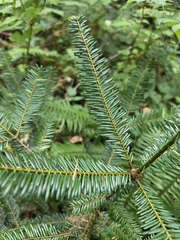 Abies grandis, photograph author not stated, no rights reserved