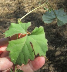 Cissus trifoliata, photograph (c) Linda Jo Conn, some rights reserved (CC BY)