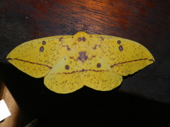 Eacles imperialis cacicus