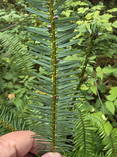 Abies grandis, photograph 2