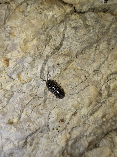 Zebra Isopod