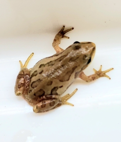 Boreal Chorus Frog