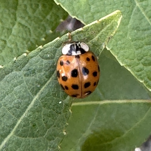 Asian Lady Beetle