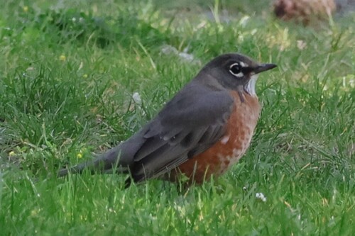 American Robin
