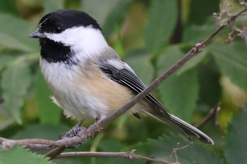 Black-capped Chickadee