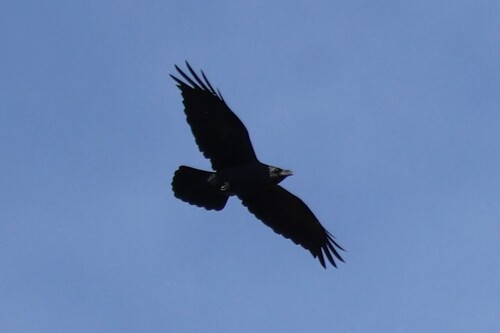 Common Raven