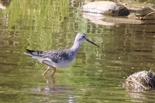 Greater Yellowlegs