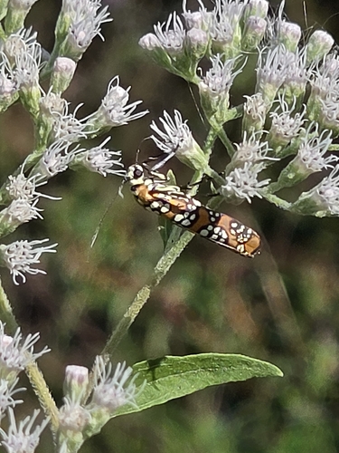 Ailanthus Webworm Moth