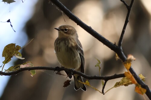 Yellow-rumped Warbler