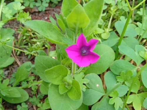violetflower petunia