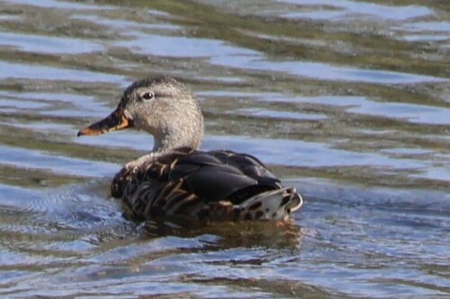 Mallard
