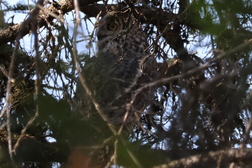 Great Horned Owl
