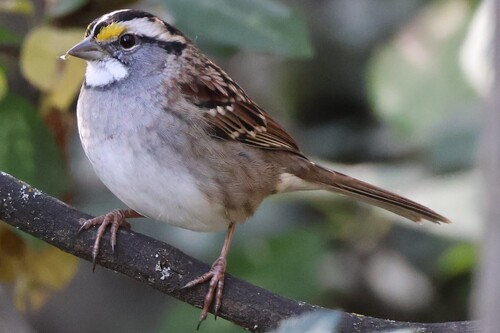 White-throated Sparrow