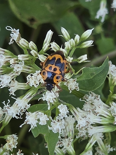 Anchor Stink Bug