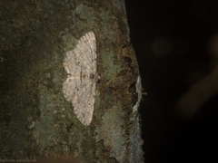 Syneora acclinis
