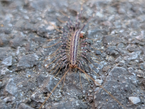 House Centipede