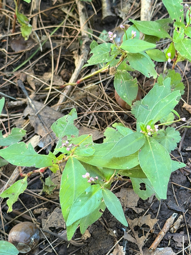 low smartweed