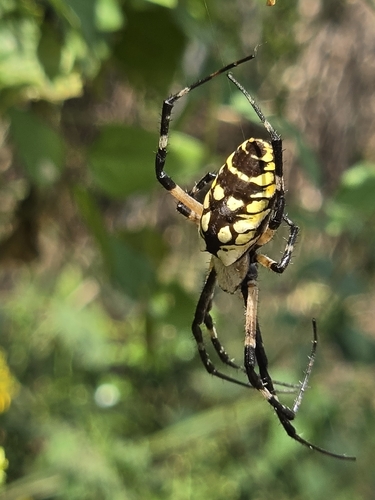 Yellow Garden Spider
