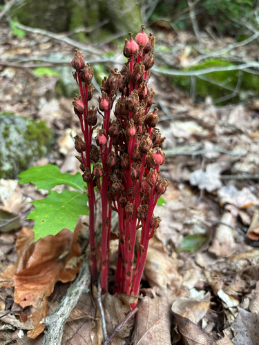 pinesap