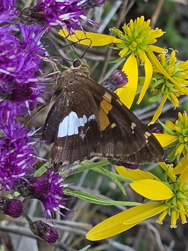 Silver-spotted Skipper