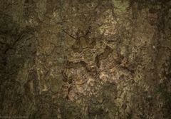 Polyclysta hypogrammata