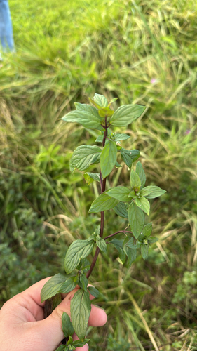 Mentha piperita observed 2026-09-22