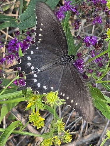 Pipevine Swallowtail