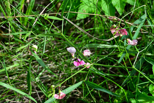 Narrow-leaved Everlasting-pea