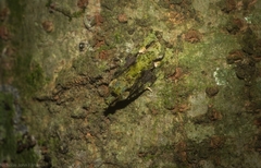 Sorolopha delochlora
