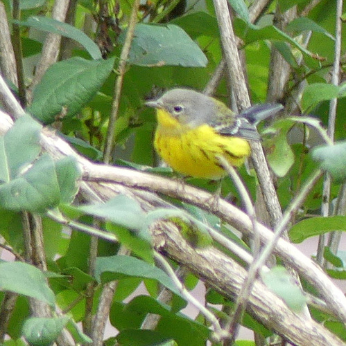 Magnolia Warbler