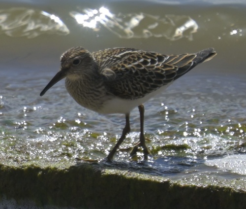 Pectoral Sandpiper