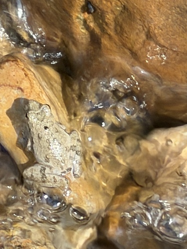 Blanchard's Cricket Frog