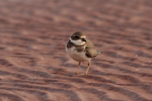 Semipalmated Plover