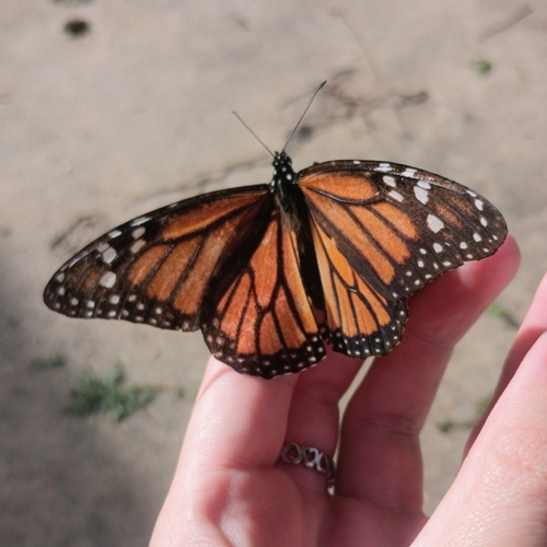 Monarch