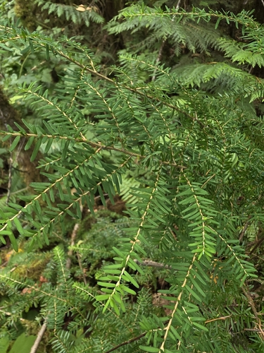 Tsuga heterophylla, photograph 4