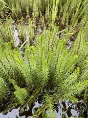 Hippuris vulgaris, photograph (c) Matt Berger, some rights reserved (CC BY)