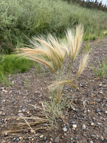Hordeum jubatum, photograph 4