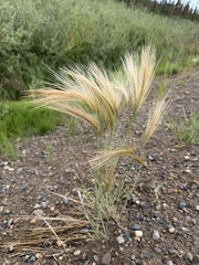 Hordeum jubatum, photograph (c) Matt Berger, some rights reserved (CC BY)