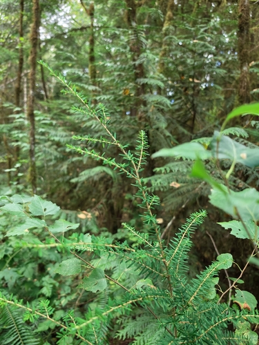 Tsuga heterophylla, photograph 5