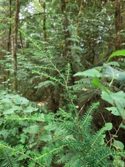 author not stated, no rights reserved Tsuga heterophylla, photograph author not stated, no rights reserved