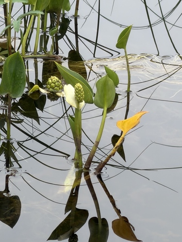 Calla palustris, photograph 6