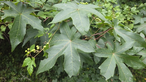 American sweetgum