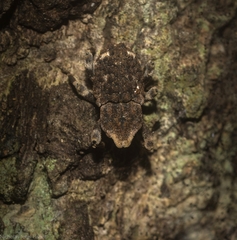 Poropterus bisignatus