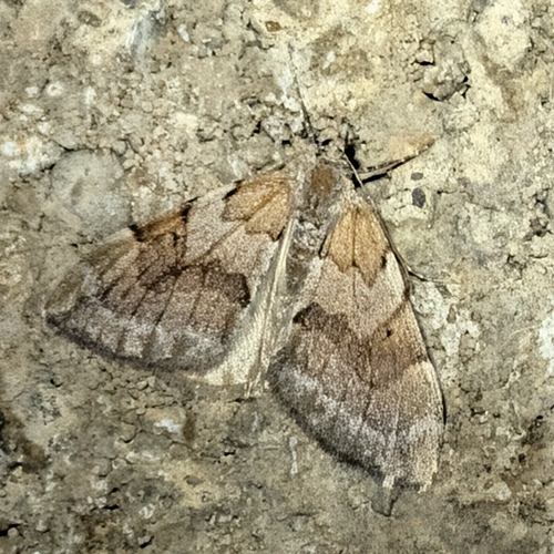 Pine Carpet