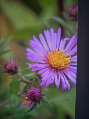 New England aster