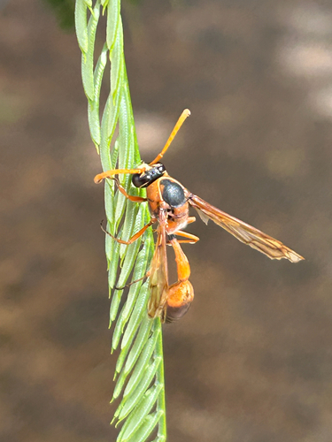 Delta dimidiatipenne