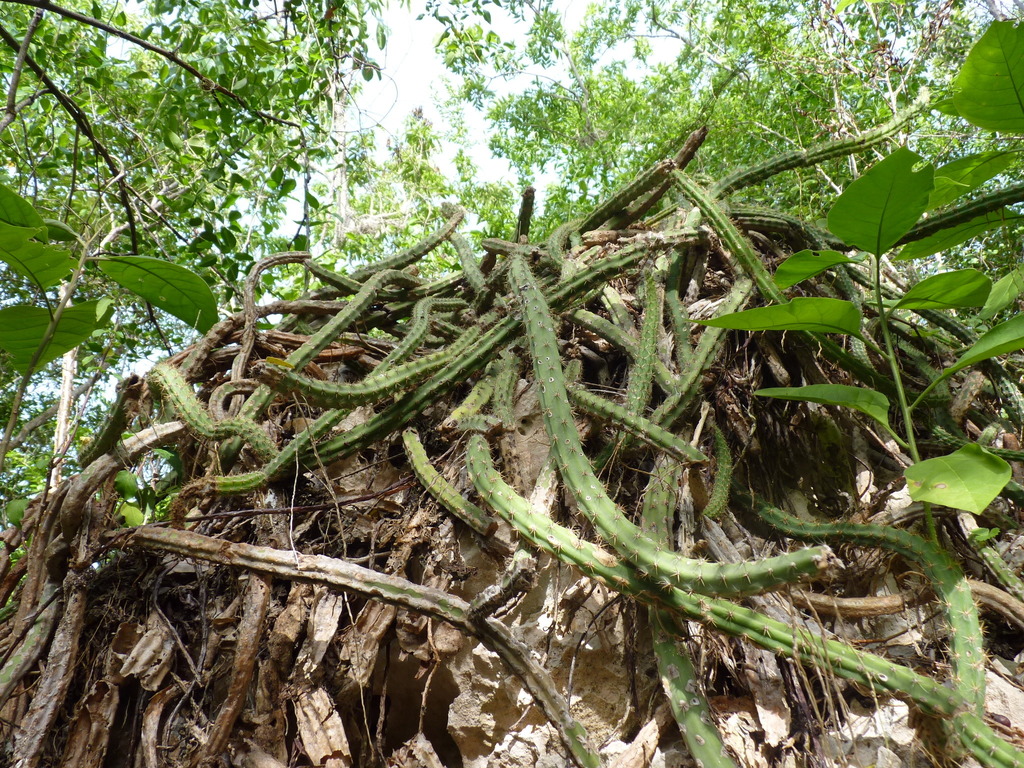 gigante (Bejucos y plantas trepadoras de Puerto Rico e Islas Vírgenes) ·  iNaturalist, image size:1024x768