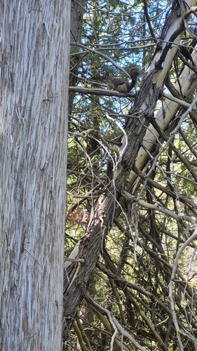 American Red Squirrel