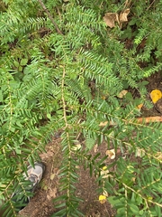 Tsuga heterophylla, photograph author not stated, no rights reserved